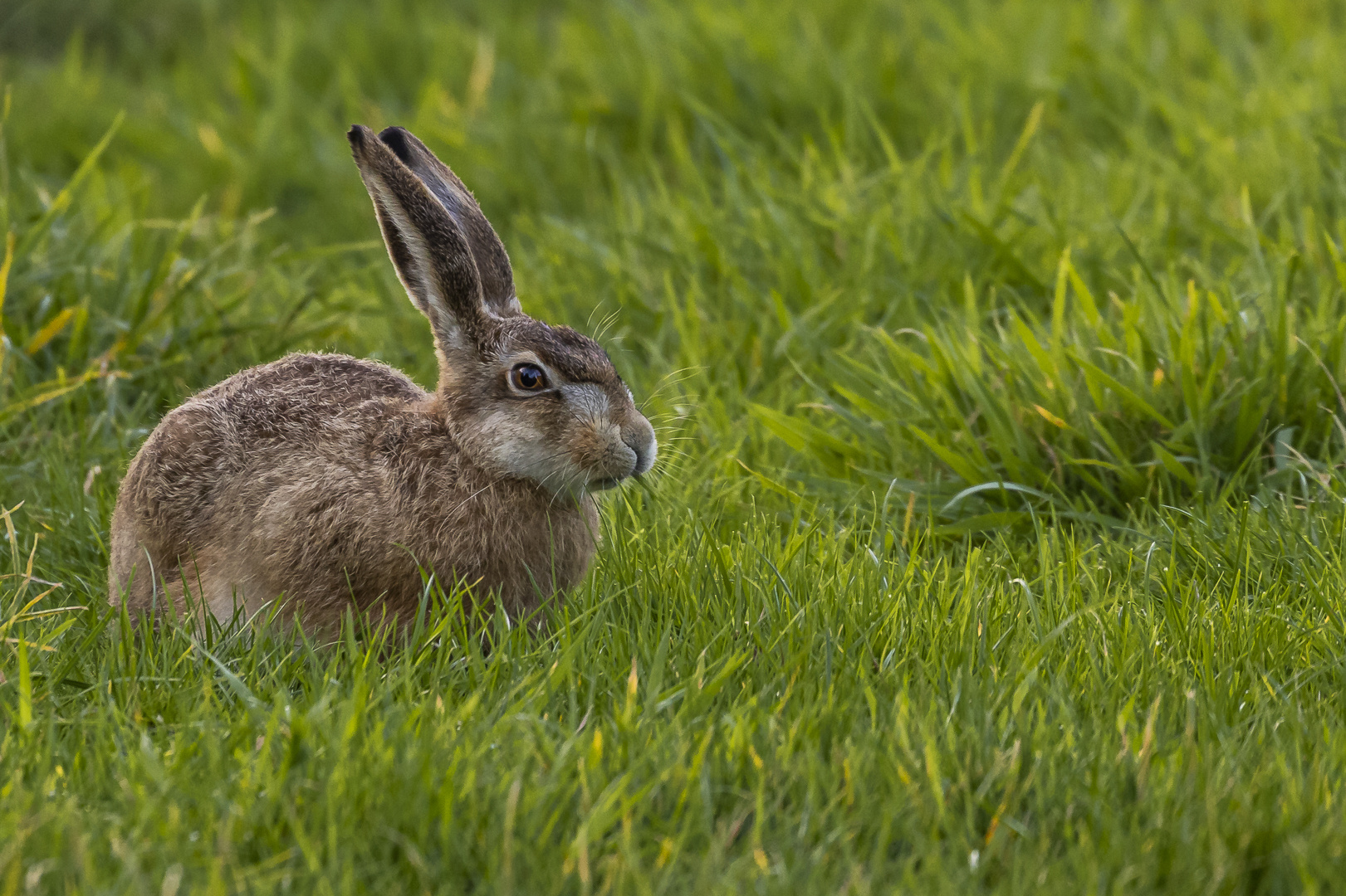 Feldhase Foto & Bild | natur, europa, germany Bilder auf fotocommunity
