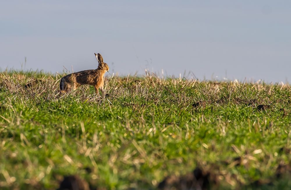 Feldhase am Feld