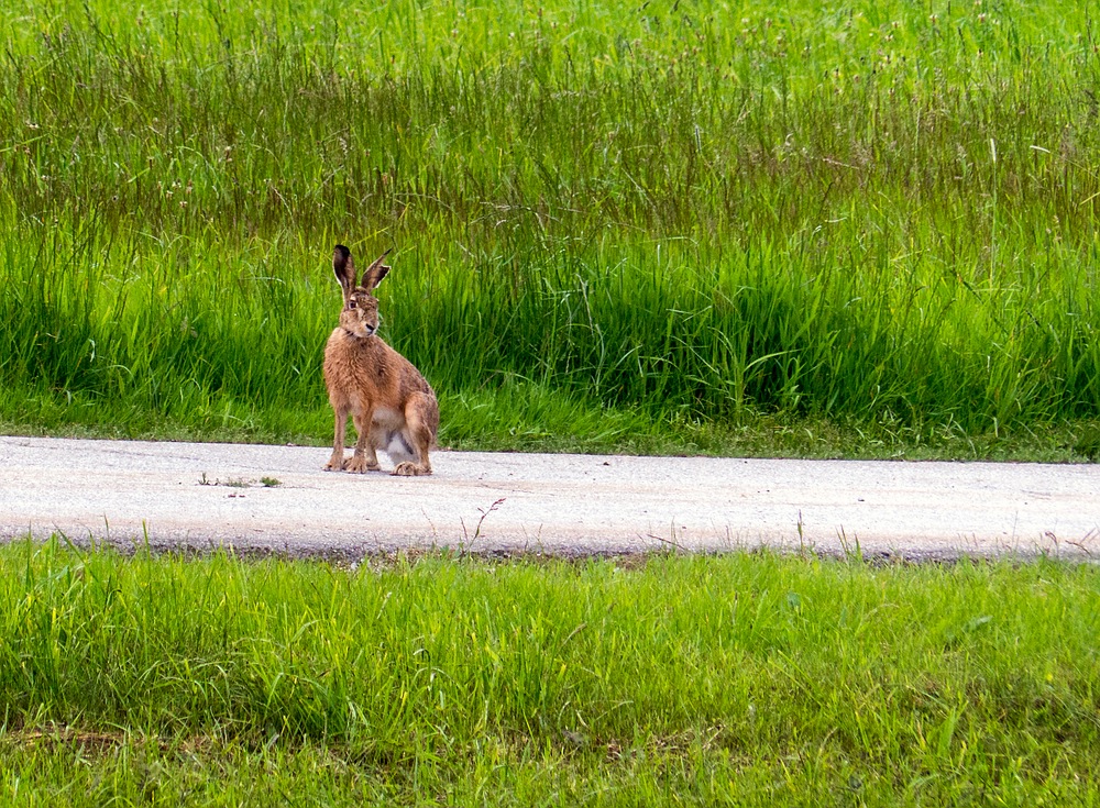 Feldhase auf dem Weg