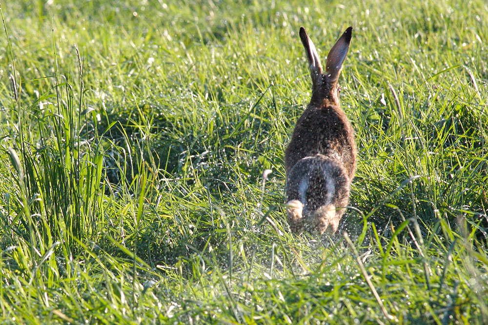 Feldhase auf der Flucht