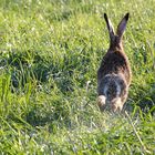 Feldhase auf der Flucht