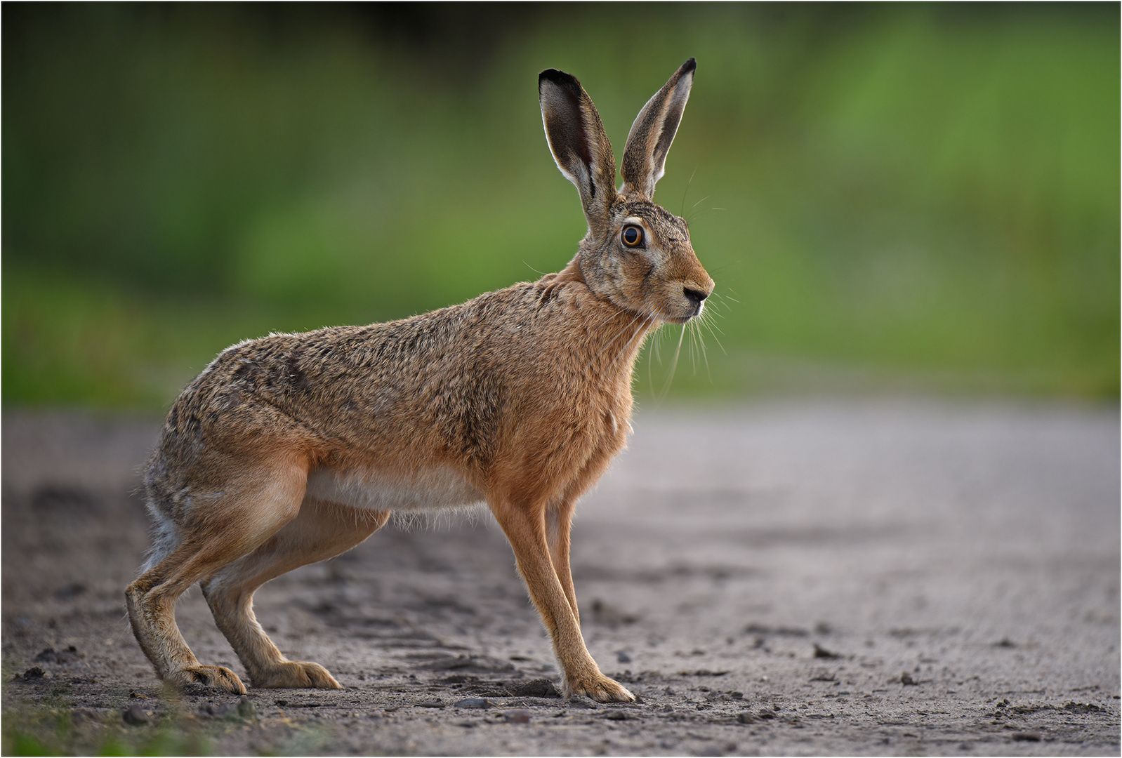 Feldhase auf Feldweg Foto & Bild | hase, natur, tiere Bilder auf