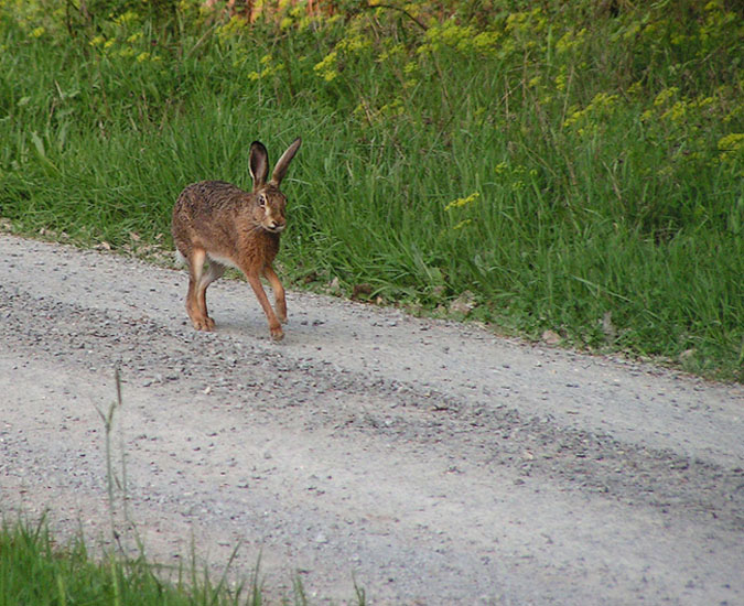 Feldhase auf Feldweg