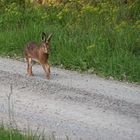 Feldhase auf Feldweg