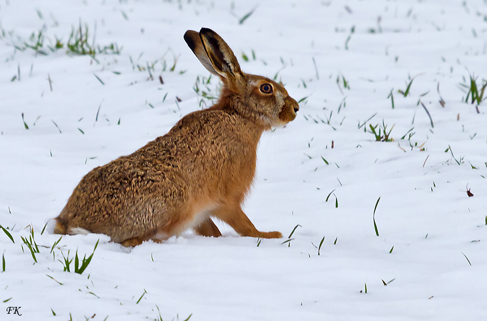 ***          Feldhase auf Schnee        ***