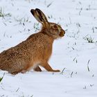 ***          Feldhase auf Schnee        ***