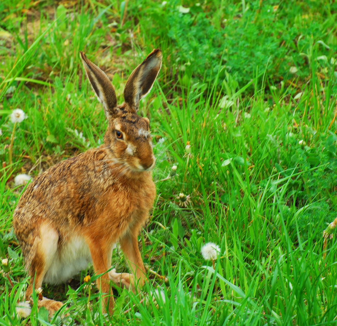 Feldhase Foto & Bild | tiere, natur Bilder auf fotocommunity