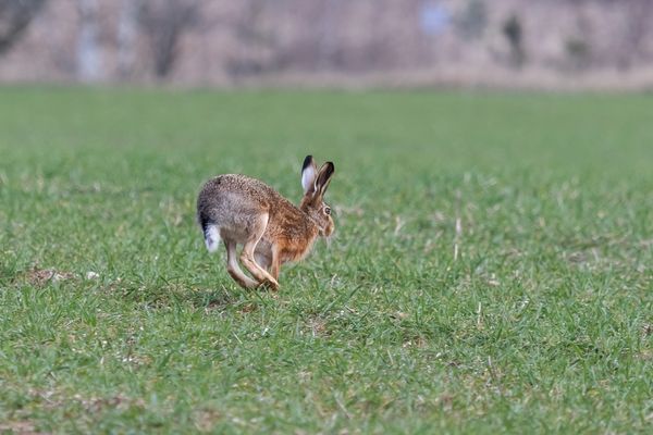 Feldhase beim Frühsport