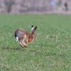 Feldhase beim Frühsport