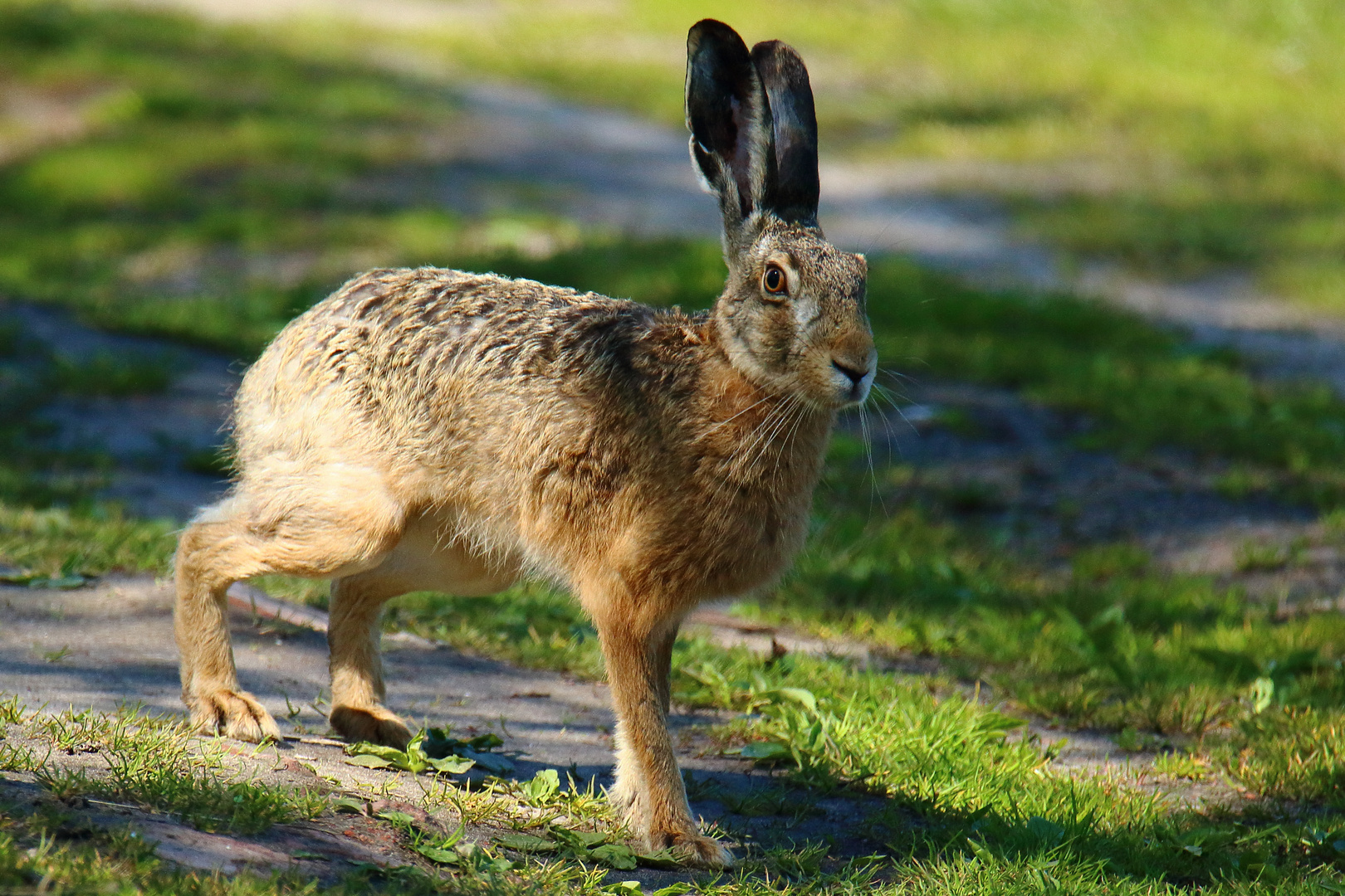 Feldhase Foto & Bild | tiere, wildlife, natur Bilder auf fotocommunity