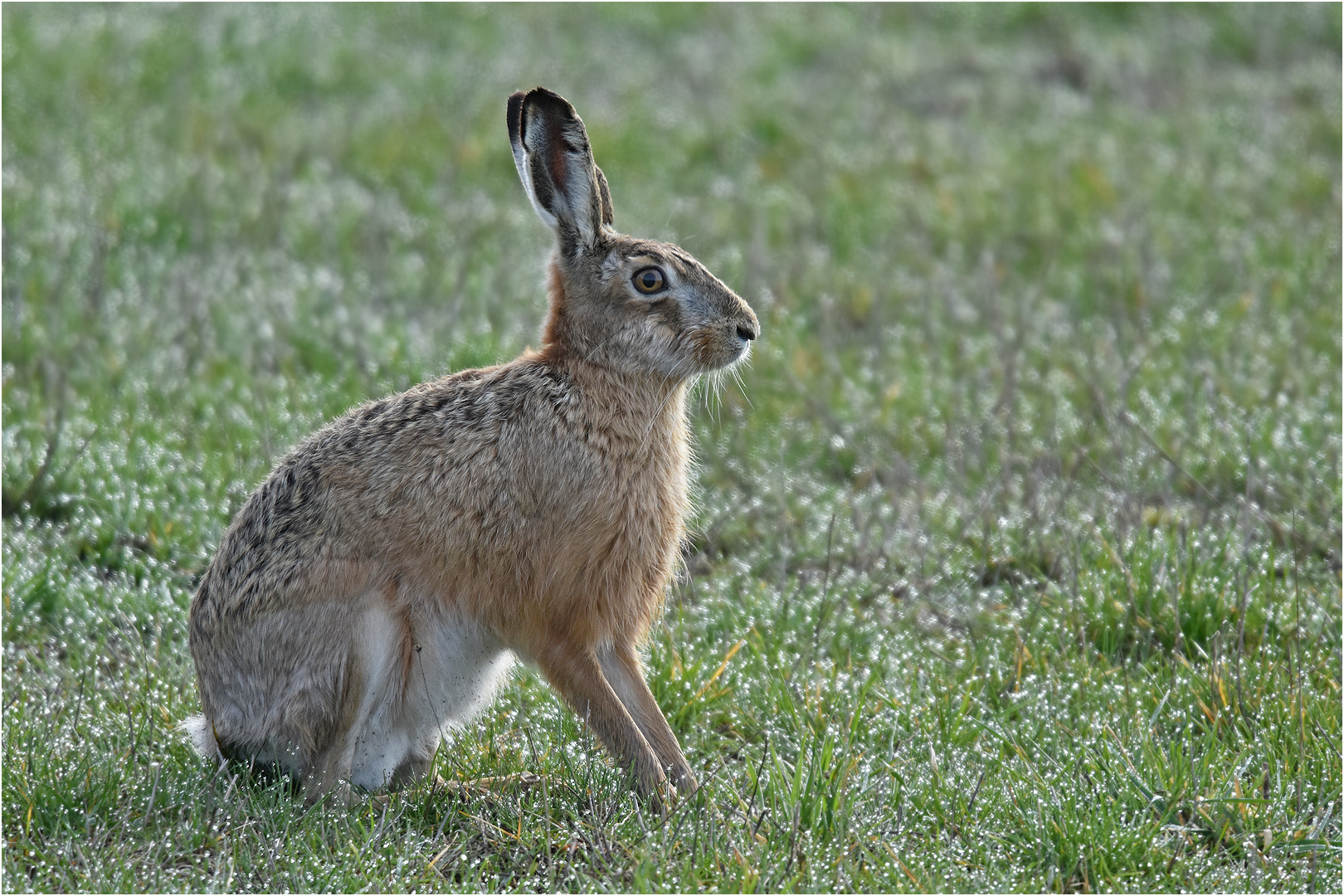 Feldhase Foto Bild tiere wildlife s ugetiere Bilder Feldhase Foto Bild tiere wildlife s ugetiere Bilder