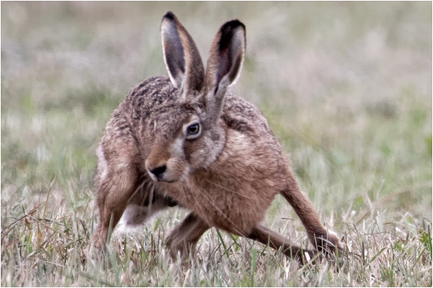 Feldhase Foto & Bild | tiere, wildlife, säugetiere Bilder auf fotocommunity