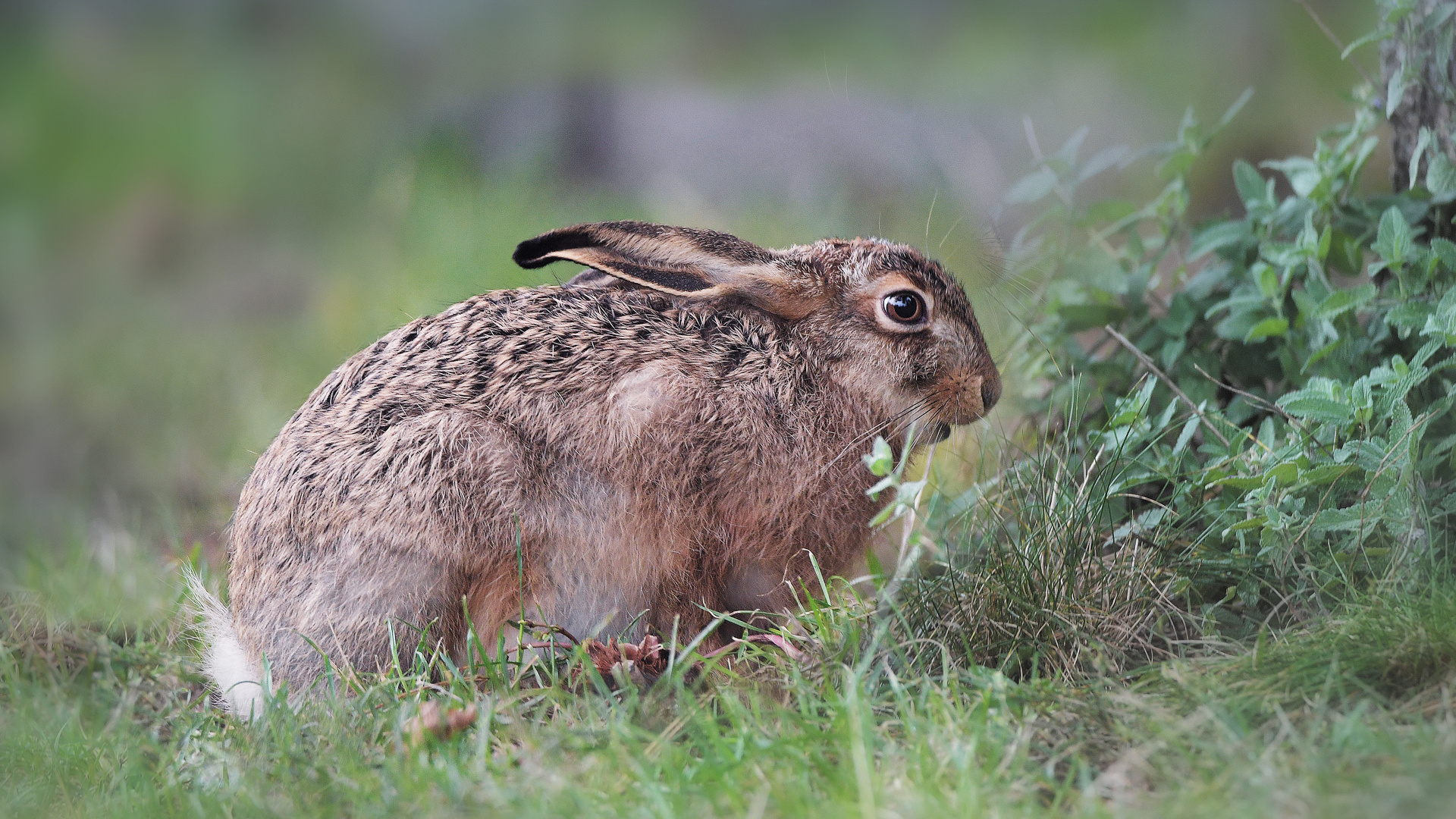 Feldhase Foto & Bild tiere, wildlife, säugetiere Bilder auf