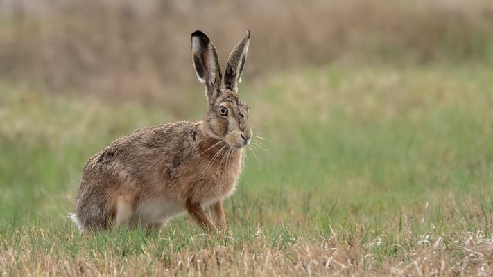 Feldhase