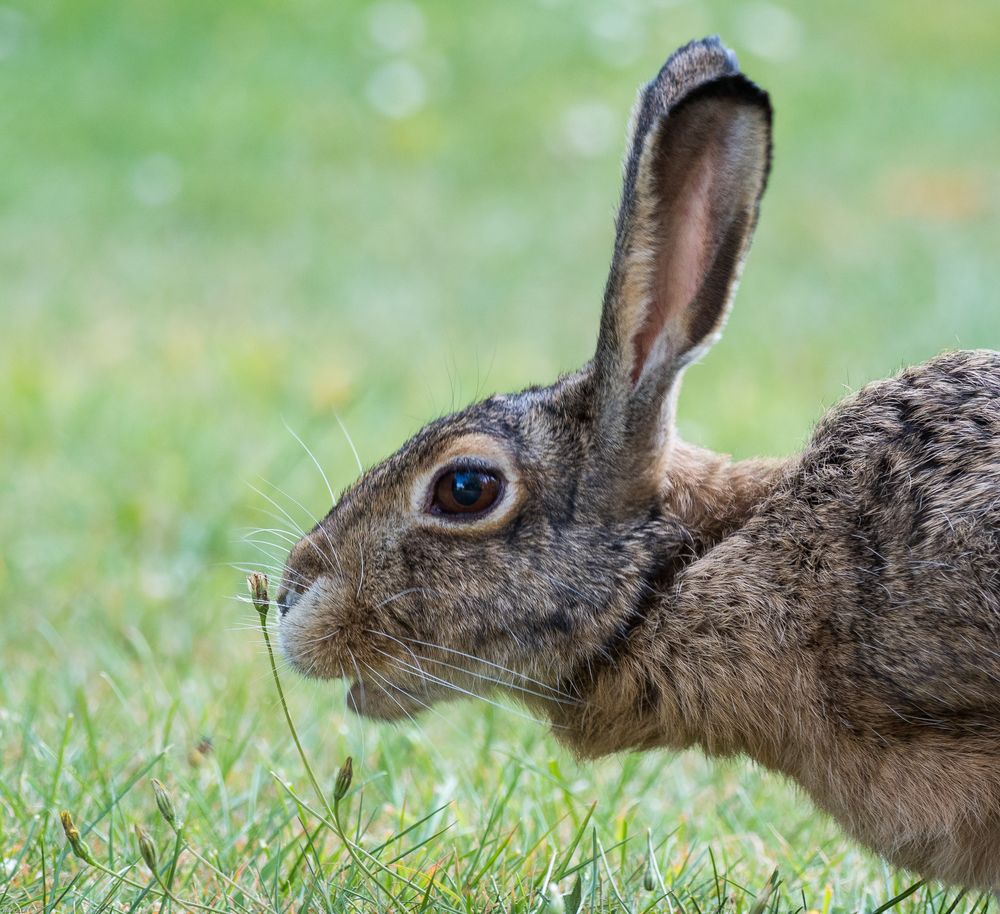 Feldhase Foto & Bild | tiere, wildlife, säugetiere Bilder auf fotocommunity