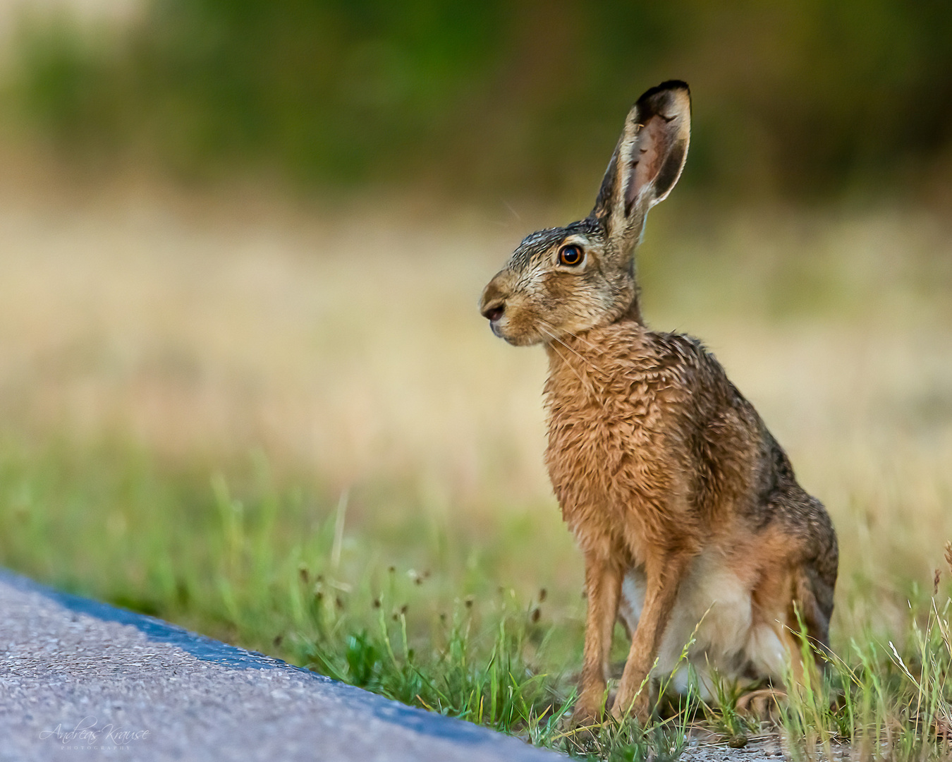 Feldhase / filed hare (Lepus europaeus)