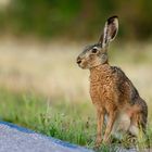 Feldhase / filed hare (Lepus europaeus)