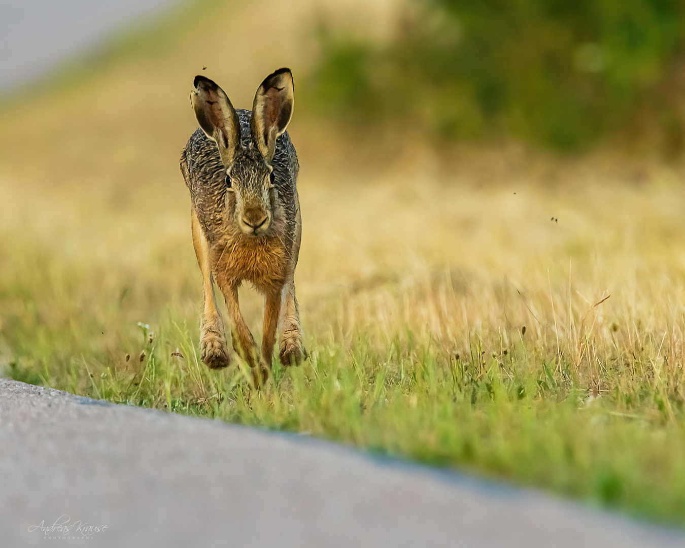 Feldhase / filed hare (Lepus europaeus)