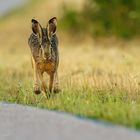 Feldhase / filed hare (Lepus europaeus)