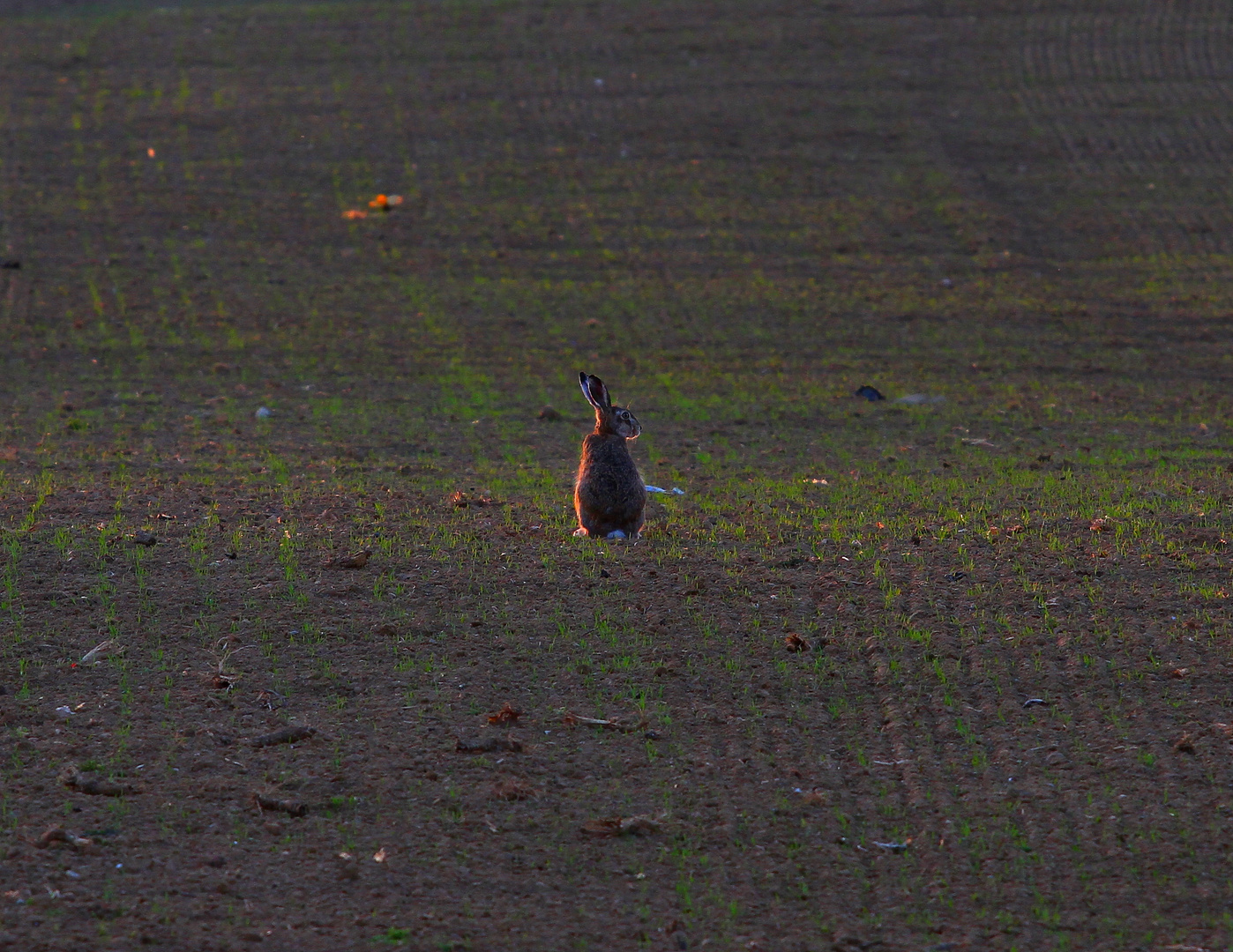 Feldhase im Abendlicht