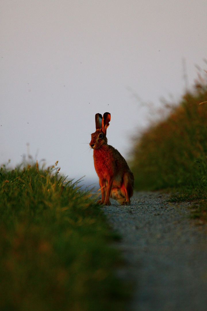 Feldhase im Abendlicht