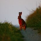 Feldhase im Abendlicht