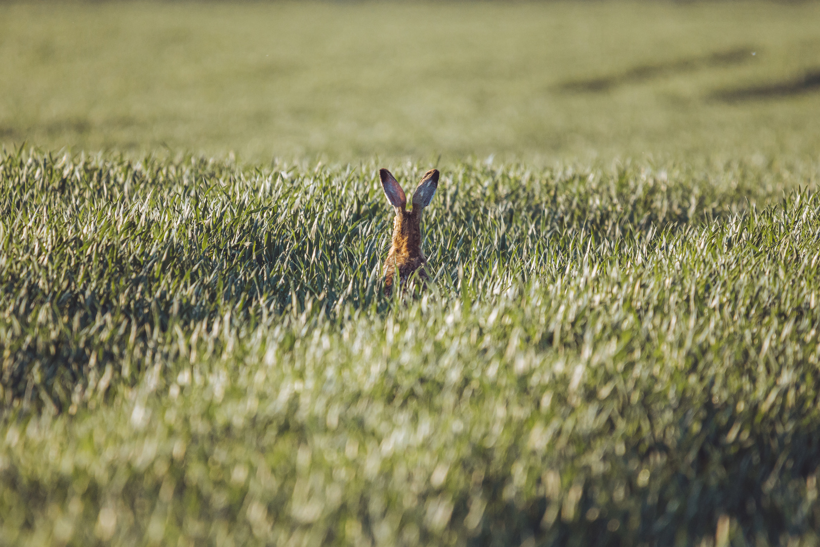 Feldhase im Feld