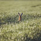 Feldhase im Feld