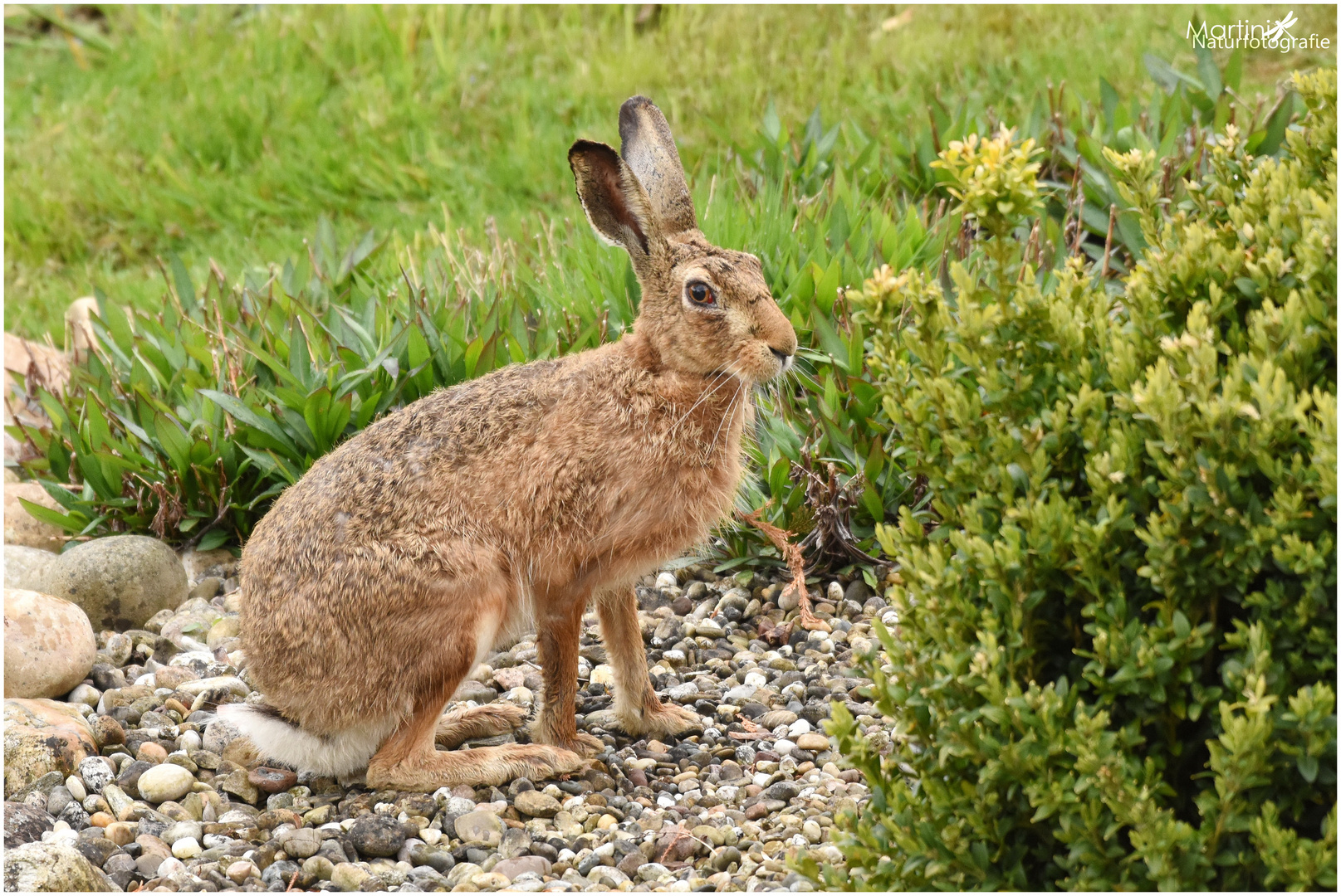 Feldhase im Garten