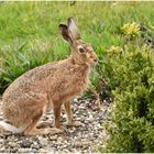 Feldhase im Garten