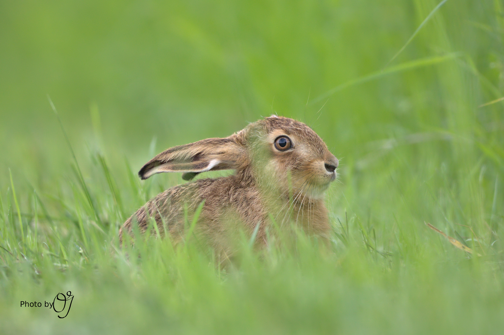 Feldhase im Gras