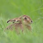 Feldhase im Gras