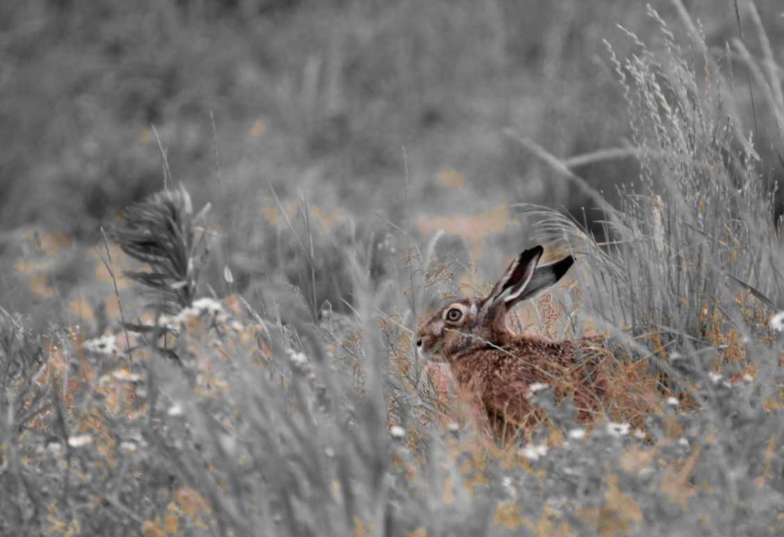 Feldhase im Gras