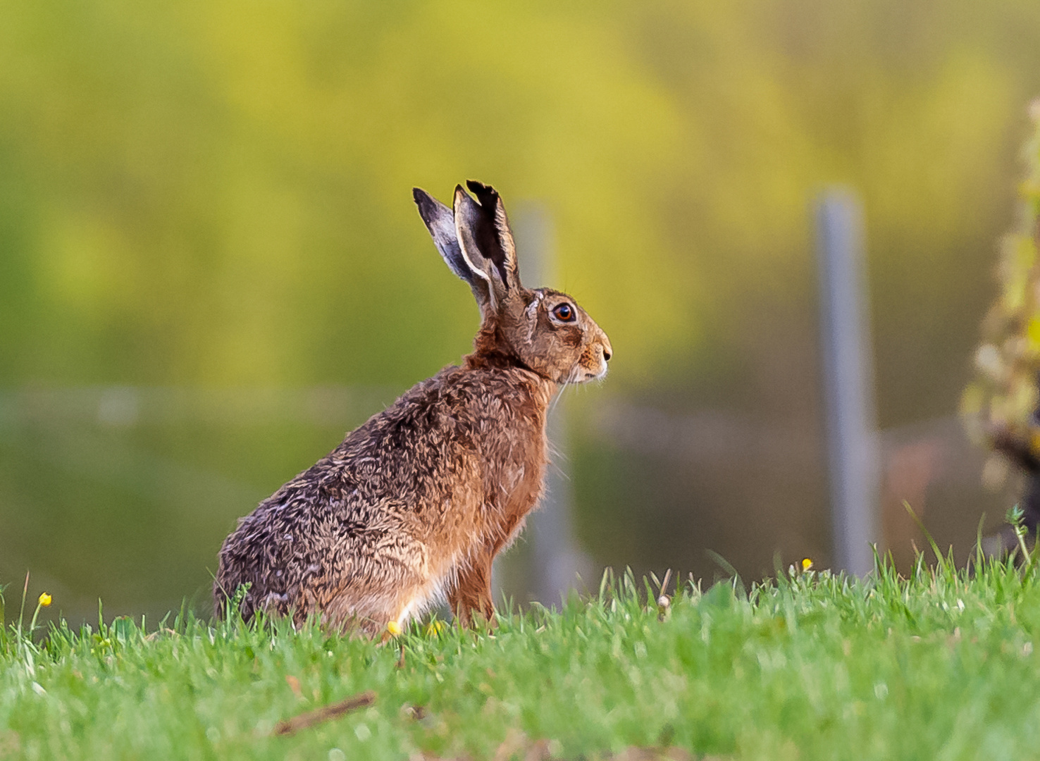 Feldhase im Gras