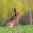 Feldhase im Gras