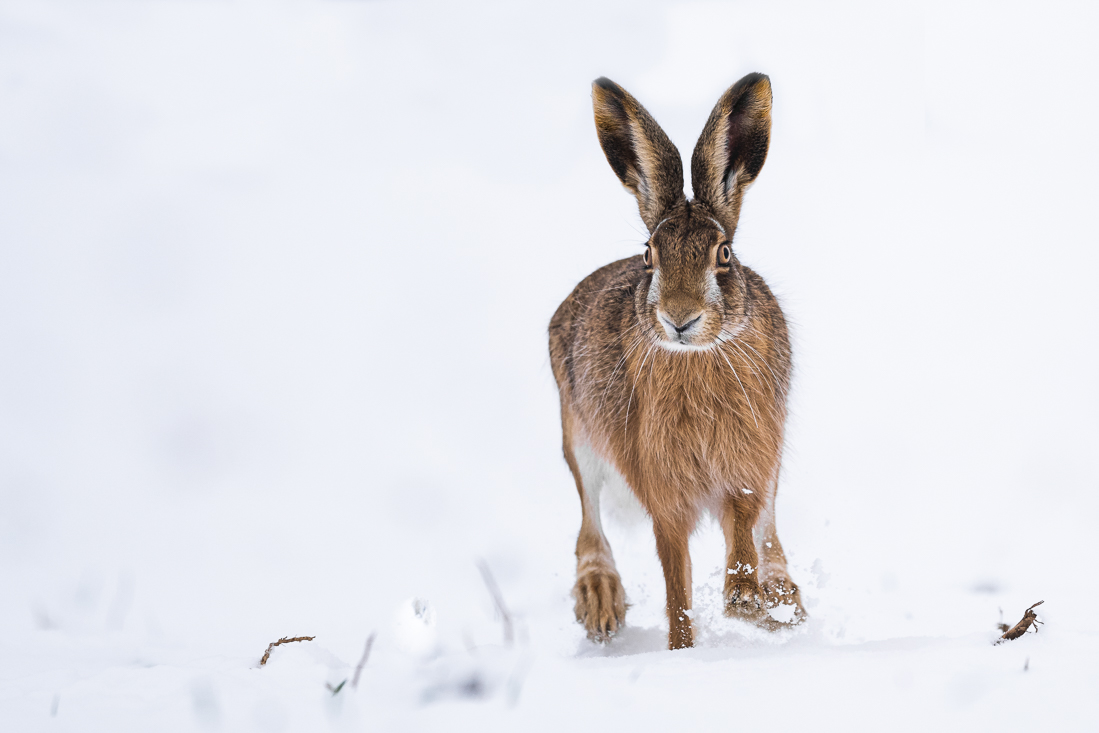 Feldhase im Schnee