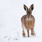 Feldhase im Schnee