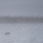 Feldhase im Schneetreiben