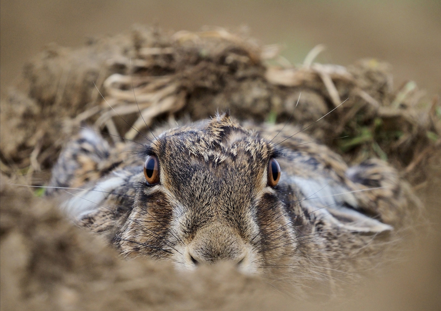 Feldhase im Versteck