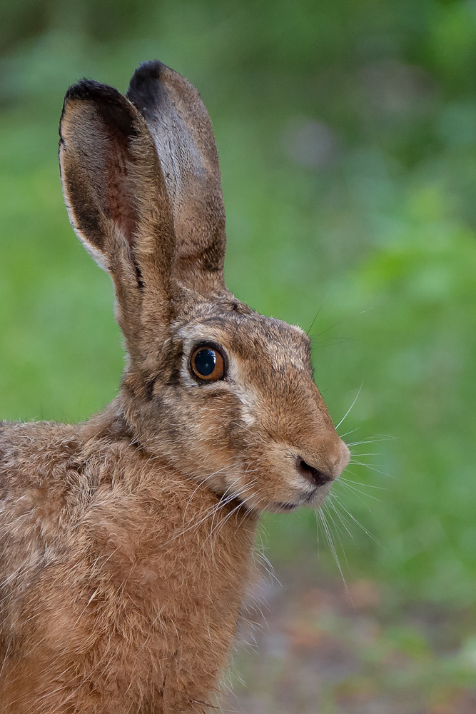 Feldhase im Wald 