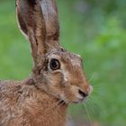 Feldhase im Wald 