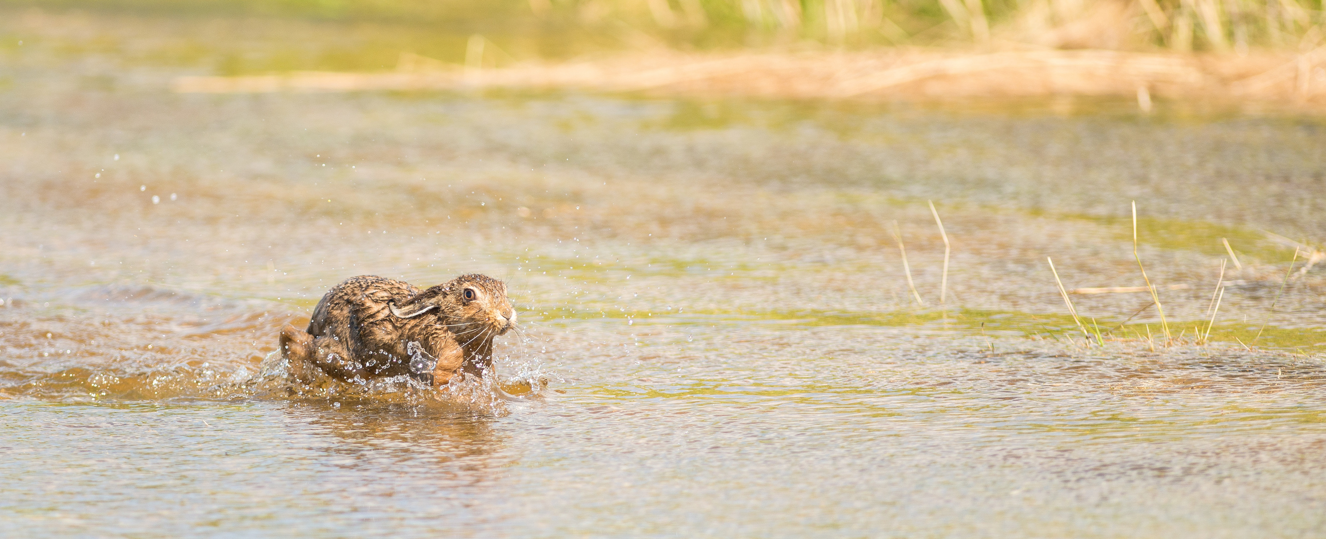 Feldhase im Wasser bei Sturmflut auf Amrum