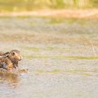 Feldhase im Wasser bei Sturmflut auf Amrum