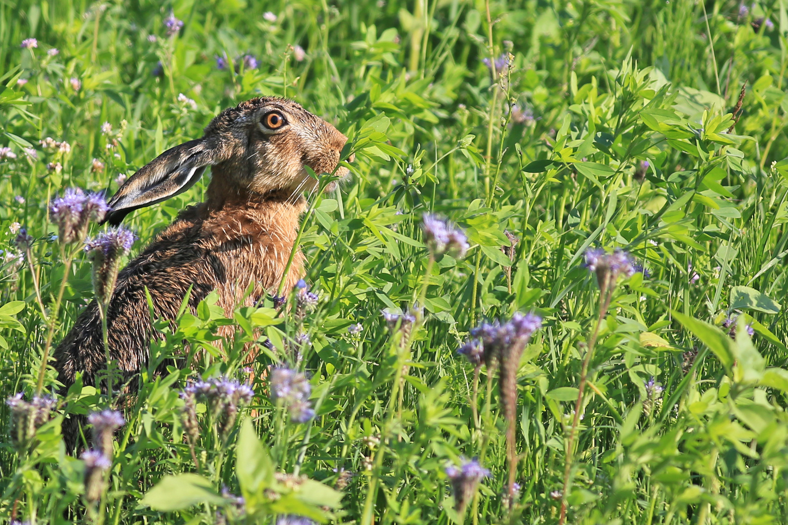 Feldhase im Wildacker