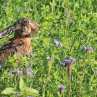 Feldhase im Wildacker