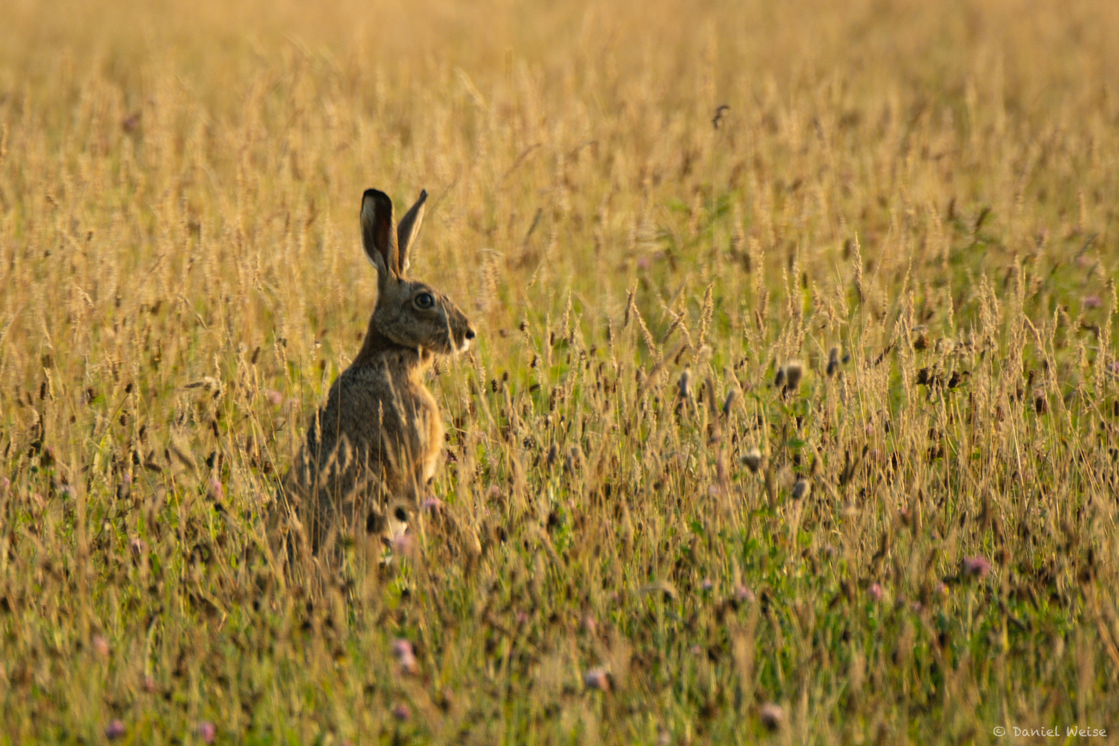 Feldhase in der Abendsonne