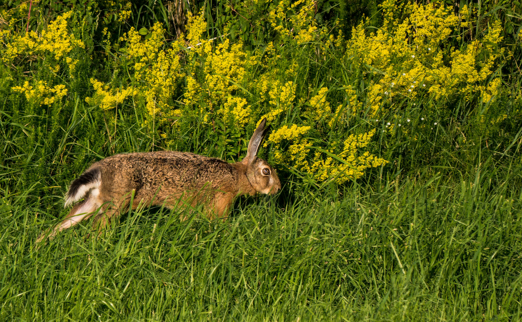 FELDHASE IN DER ABENDSONNE