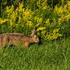 FELDHASE IN DER ABENDSONNE