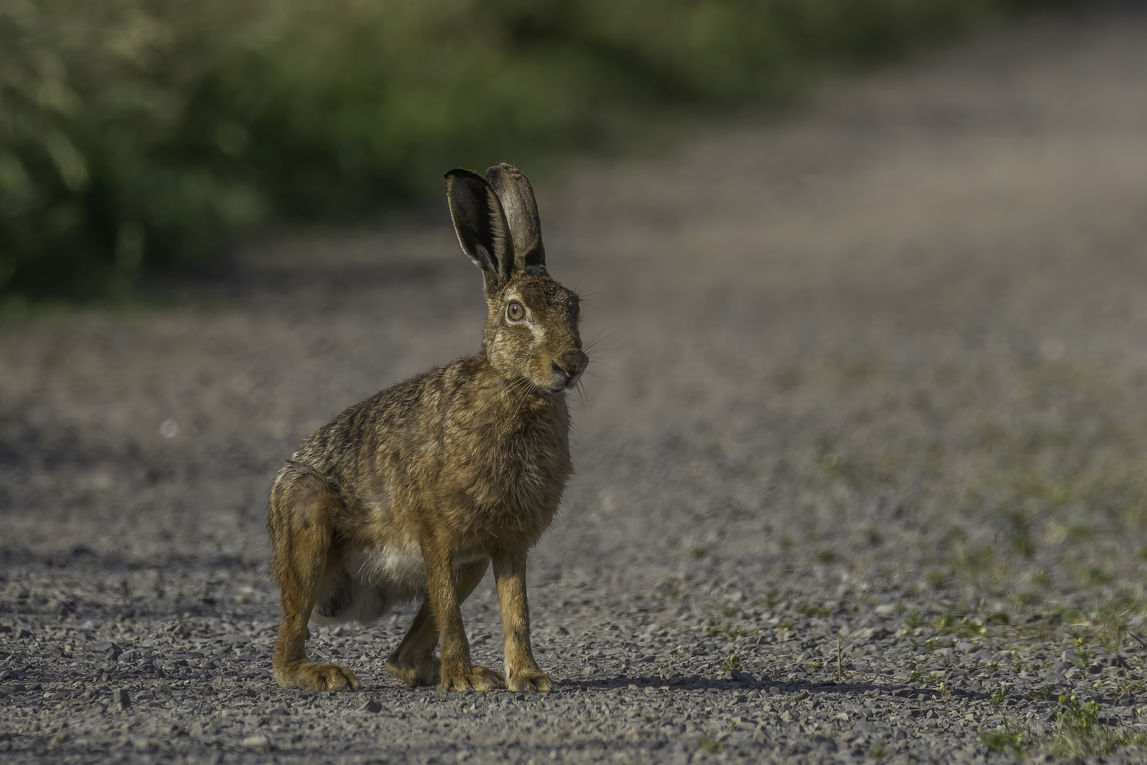 Feldhase (Lepus europaeus)