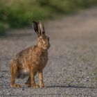 Feldhase (Lepus europaeus)